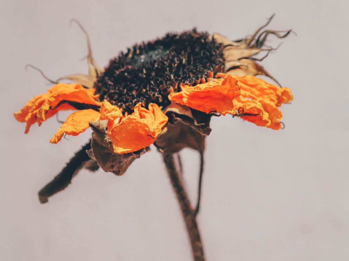 Artificial Intelligence Can Predict if You Will Die Within Next Year