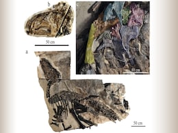 Fossils of Herd of 11 Dinosaurs Found in Italy Fossils of Herd of 11 Dinosaurs Found in Italy