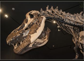Tyrannosaurus Rex Fossils Are Being Horded by Private Buyers, Study Claims