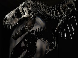 Fossil Reveals Unique Feature Of Dinosaur That Roamed Africa 150 Million Years Ago Fossil Reveals Unique Feature Of Dinosaur That Roamed Africa 150 Million Years Ago