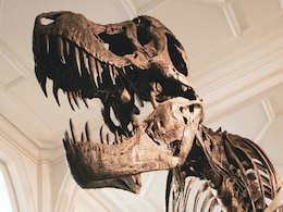 Dinosaurs Likely Started Living in Herds About 190 Million Years Ago; Formed Groups Based On Age, Body Size Dinosaurs Likely Started Living in Herds About 190 Million Years Ago; Formed Groups Based On Age, Body Size