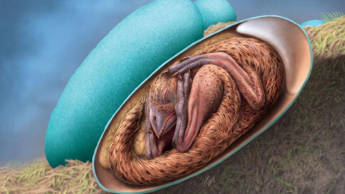 Perfectly Preserved Dinosaur Embryo Found Inside Fossilised Egg in Rare Discovery
