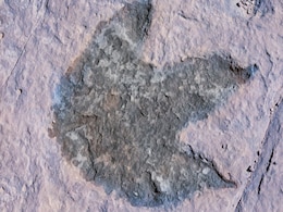 Biggest Dinosaur Trackway in the UK With More Than 200 Footprints Reportedly Discovered Biggest Dinosaur Trackway in the UK With More Than 200 Footprints Reportedly Discovered