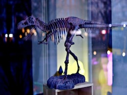 30-Feet Long Dinosaur Skeleton, Said to Belong to a New Species, Found in US 30-Feet Long Dinosaur Skeleton, Said to Belong to a New Species, Found in US