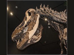Tyrannosaurus Rex Fossils Are Being Horded by Private Buyers, Study Claims Tyrannosaurus Rex Fossils Are Being Horded by Private Buyers, Study Claims