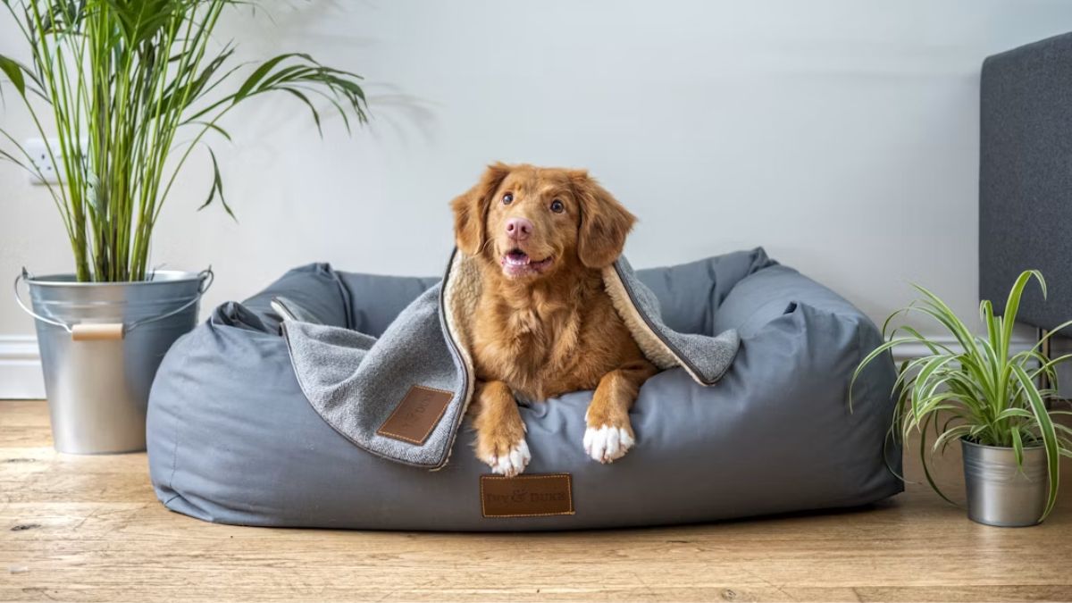 Top 5 Orthopedic Dog Beds for Small Breeds in India: Maximum Joint Relief & Comfort