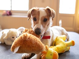 Dogs Rely on Multisensory Mental Images to Easily Identify Their Favourite Objects, Says New Study Dogs Rely on Multisensory Mental Images to Easily Identify Their Favourite Objects, Says New Study
