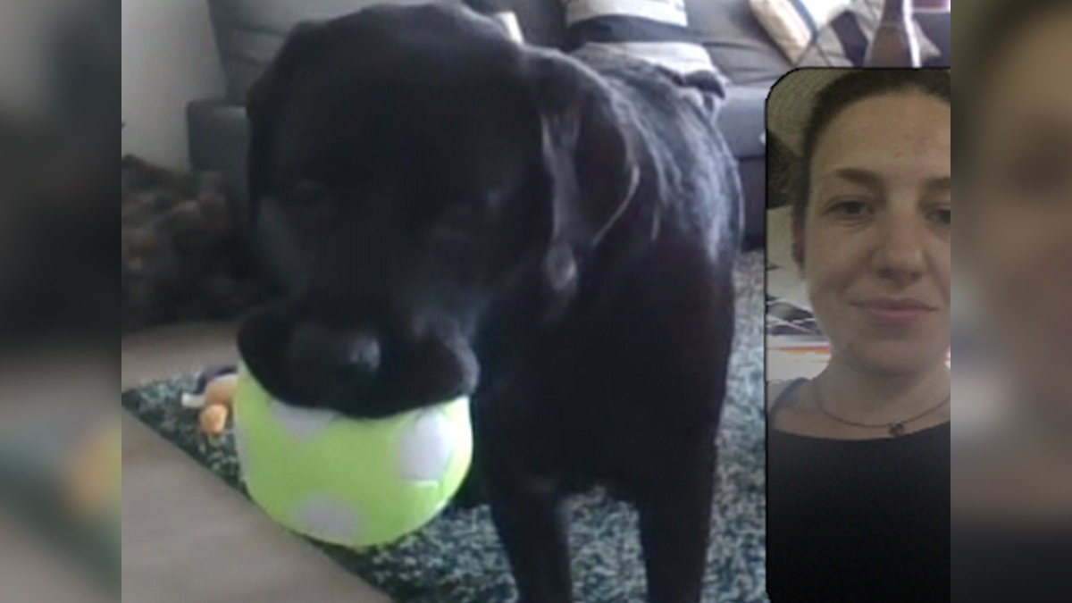 With DogPhone, Your Canine Friends Can Call You Any Time for a Chat