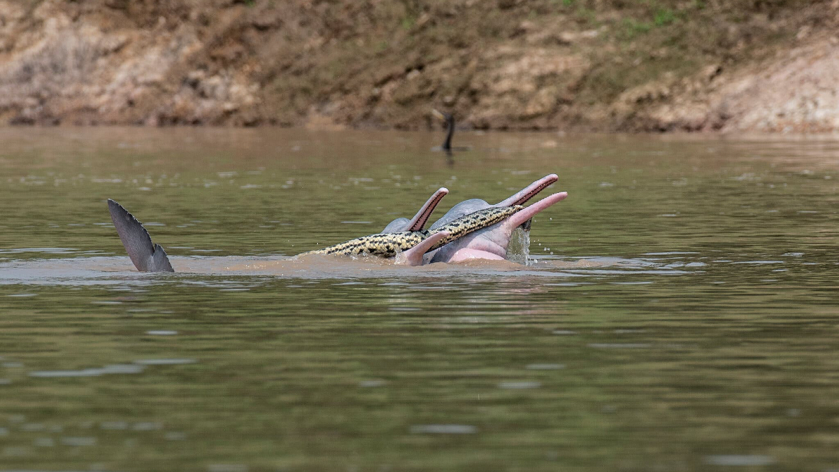 Play Date Between Bolivian River Dolphins and Anaconda Leaves Trail of Questions