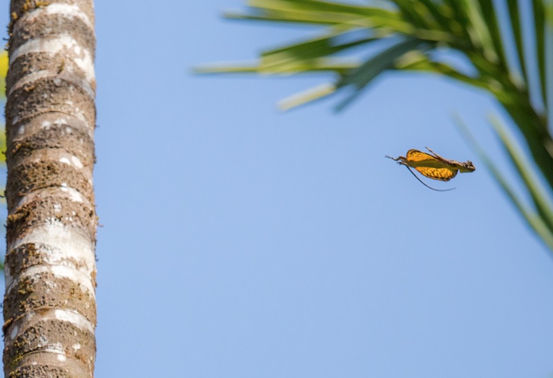 High Tech Meets Jugaad in the Jungle to Study Agumbe's Flying Dragons