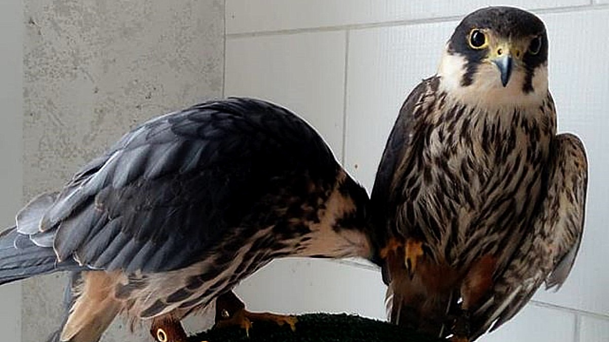 Researchers Deplete Budget When Tracking Chips on Migrating Eagles Start Sending Foreign SMSes