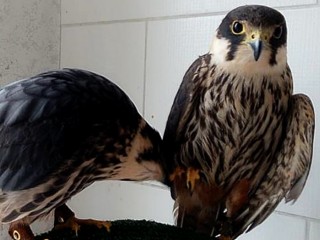 Researchers Deplete Budget When Tracking Chips on Migrating Eagles Start Sending Foreign SMSes