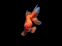 Human Outer Ears May Have Evolved from Ancient Fish Gills, Study Finds Human Outer Ears May Have Evolved from Ancient Fish Gills, Study Finds