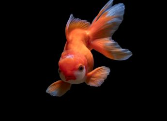 Human Outer Ears May Have Evolved from Ancient Fish Gills, Study Finds