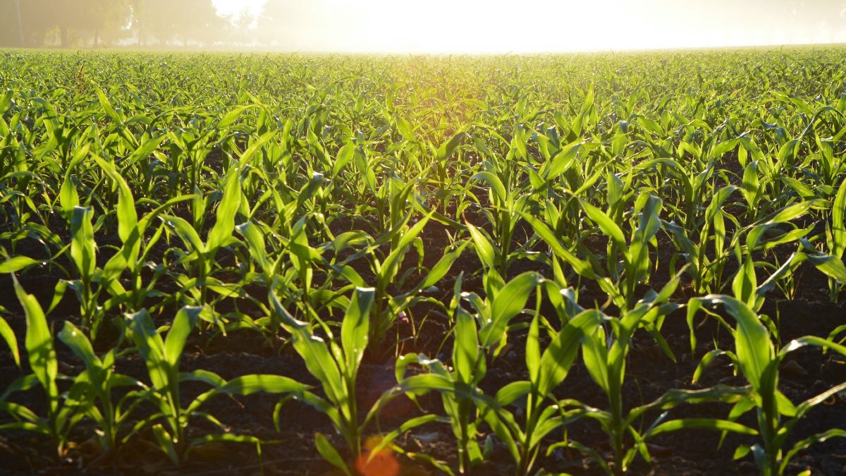 Artificial Photosynthesis Developed to Help Make Food Production More Energy-Efficient