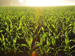 Scientists Are Developing Portable Technology to Test Foodborne Viruses Like Noroviruses, Mycotoxins Scientists Are Developing Portable Technology to Test Foodborne Viruses Like Noroviruses, Mycotoxins