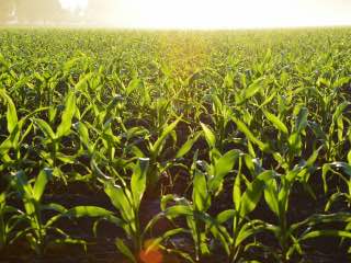 Artificial Photosynthesis Developed to Help Make Food Production More Energy-Efficient