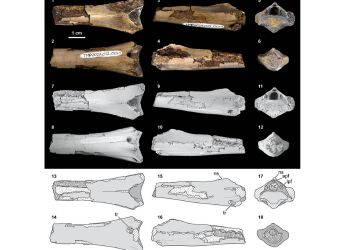 Rare Pterosaur Neck Bone Discovery Shows Crocodilian Bite From 76 Million Years Ago
