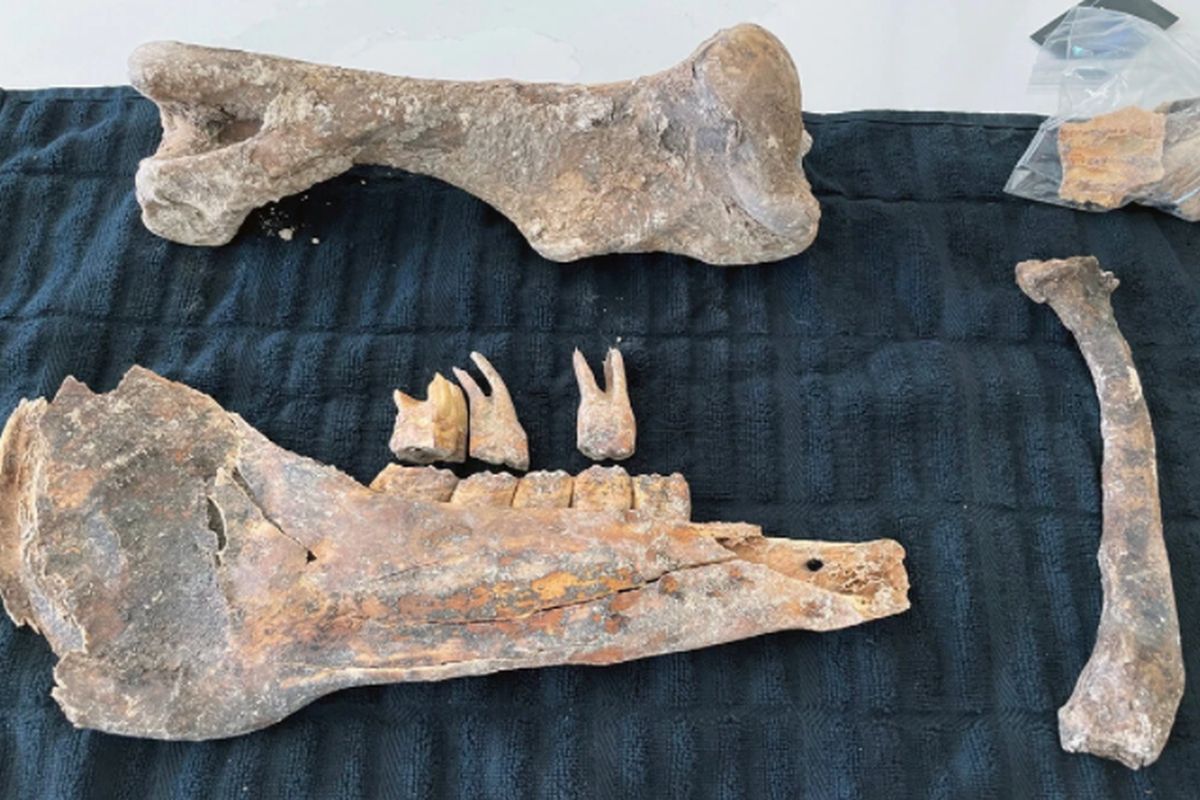 Fossils Discovered in Las Vegas Couple&rsquo;s Backyard Could Be of a Horse from Ice Age