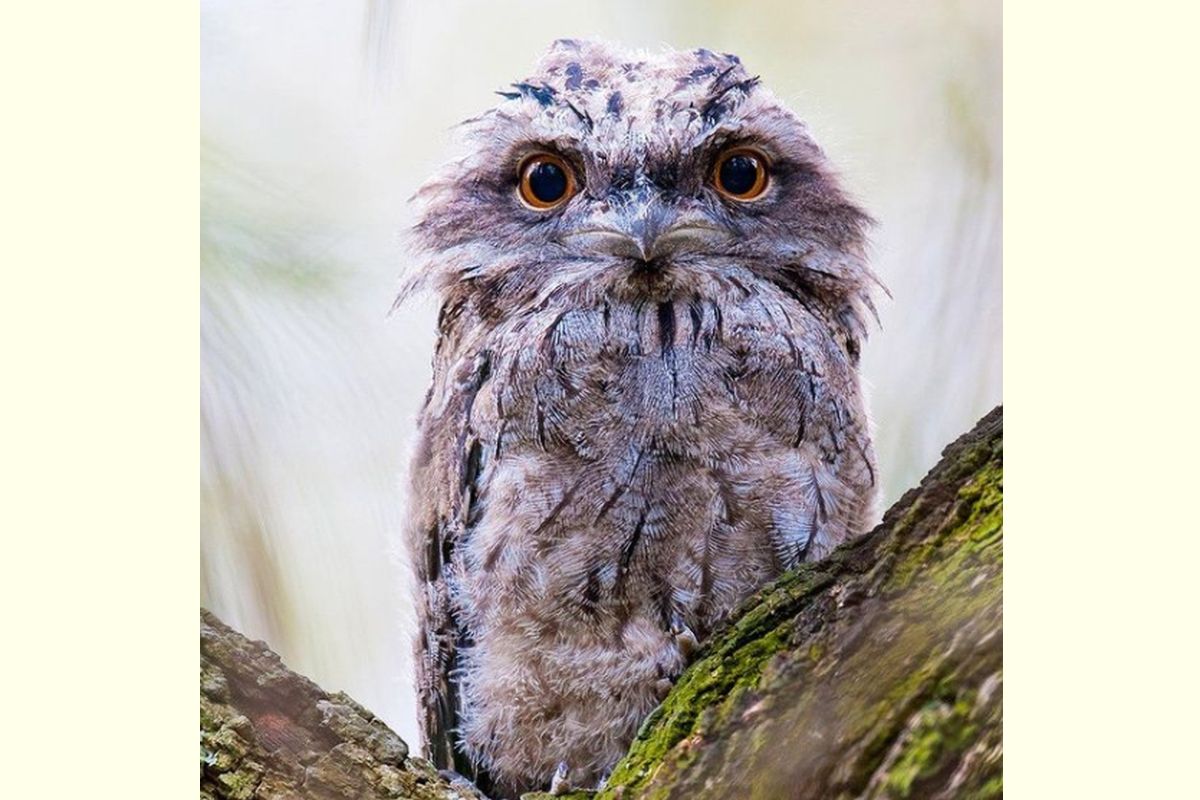 What Makes a Great Bird Photo? Researchers Look to Instagram for the Answer