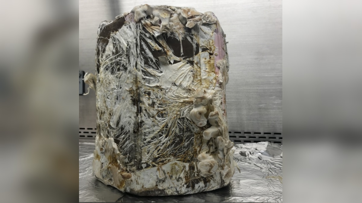 NASA Building Homes Made of Fungi for Moon, Mars