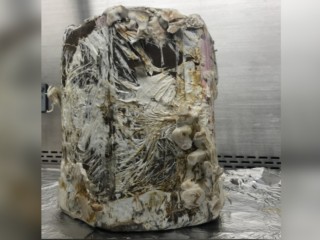 NASA Building Homes Made of Fungi for Moon, Mars