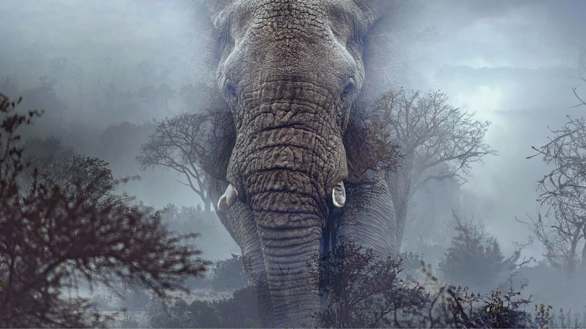 Ghost Elephants Out on OTT: Know Where to Watch This Biographical Film Online