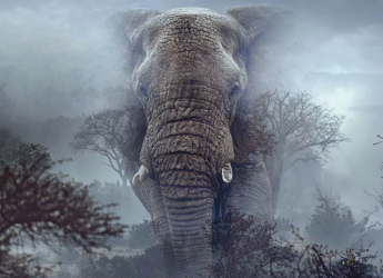 Ghost Elephants Out on OTT: Know Where to Watch This Biographical Film Online