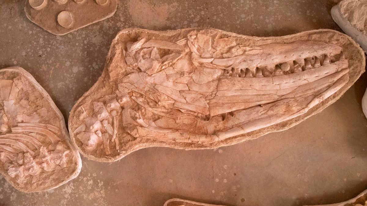 Fossil of Giant Marine Lizard That Fed on Huge Prey Unearthed in Morocco