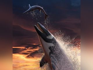 Fossil of Giant Marine Lizard That Fed on Huge Prey Unearthed in Morocco