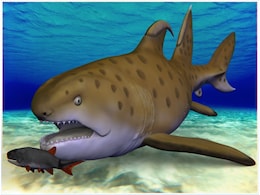 300-Million-Year-Old Godzilla Shark Discovered in New Mexico Gets a New Name 300-Million-Year-Old Godzilla Shark Discovered in New Mexico Gets a New Name
