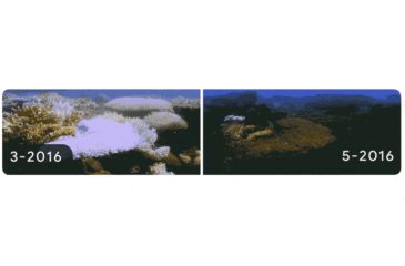 Climate Change Image Highlighted in Google Doodle for Earth Day 2022