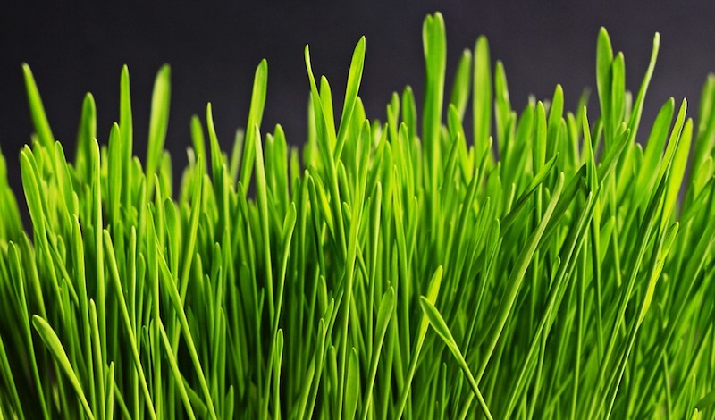 Grass Can Be Turned Into Jet Fuel, Scientists Claim