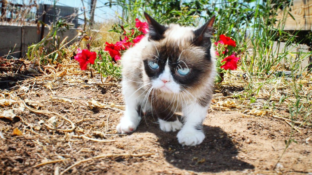 Grumpy Cat, Internet Star, Dies at the Age of 7