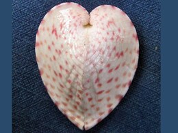 Heart-Shaped Clams Channel Sunlight Using Fiber Optic-Like Structures, Says Study Heart-Shaped Clams Channel Sunlight Using Fiber Optic-Like Structures, Says Study