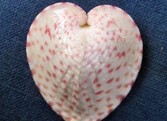 Heart-Shaped Clams Channel Sunlight Using Fiber Optic-Like Structures, Says Study