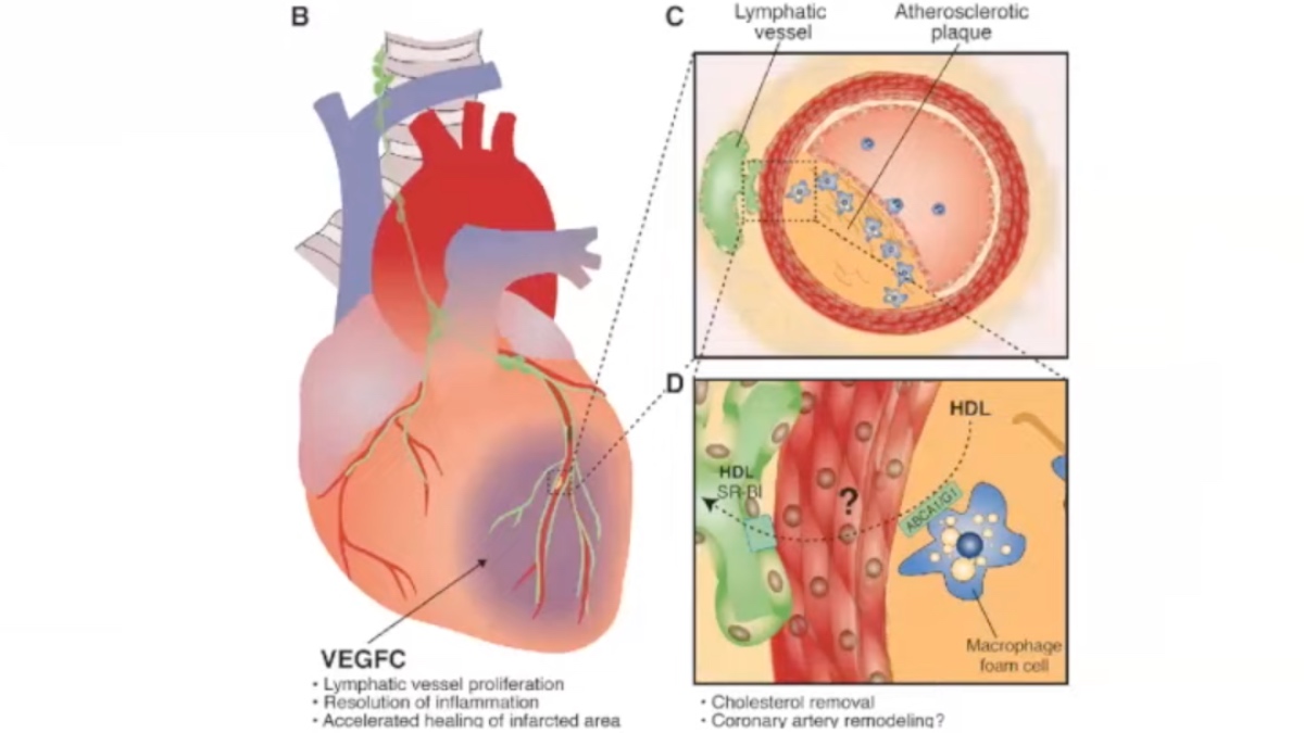 Human Heart Has Potential to Self-Repair After Cardiac Attack Using Specific Cells, Confirms New Study