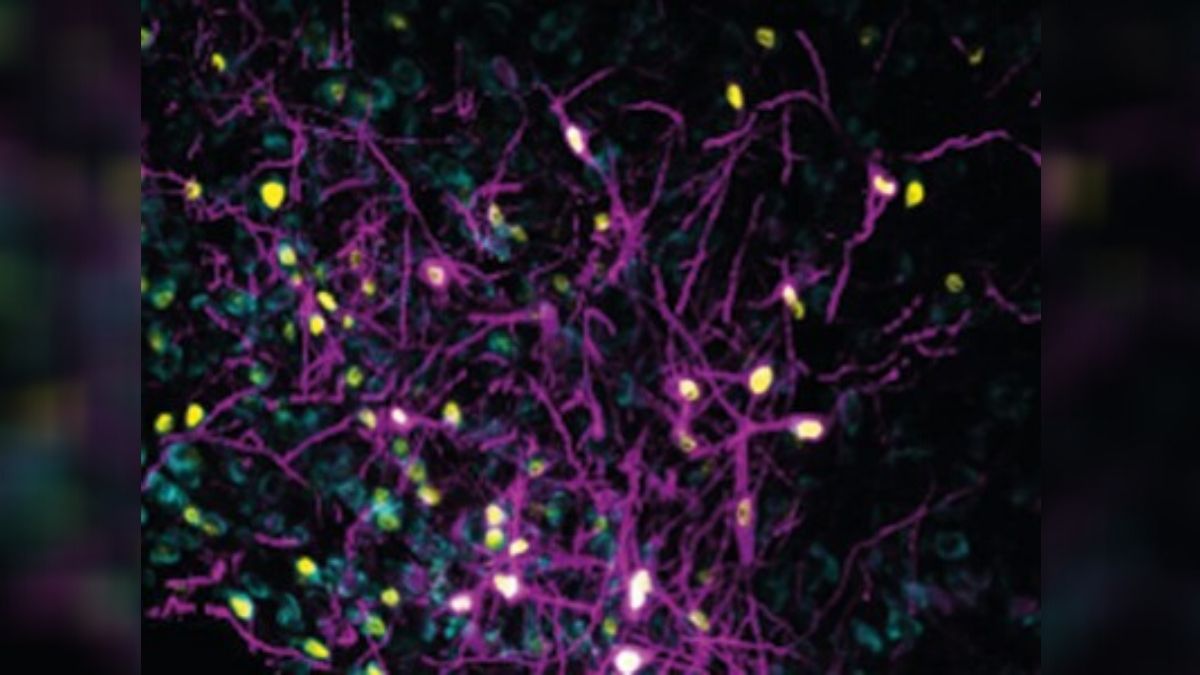 Scientists Press Mammal 'Snooze Button' to Understand Hibernation