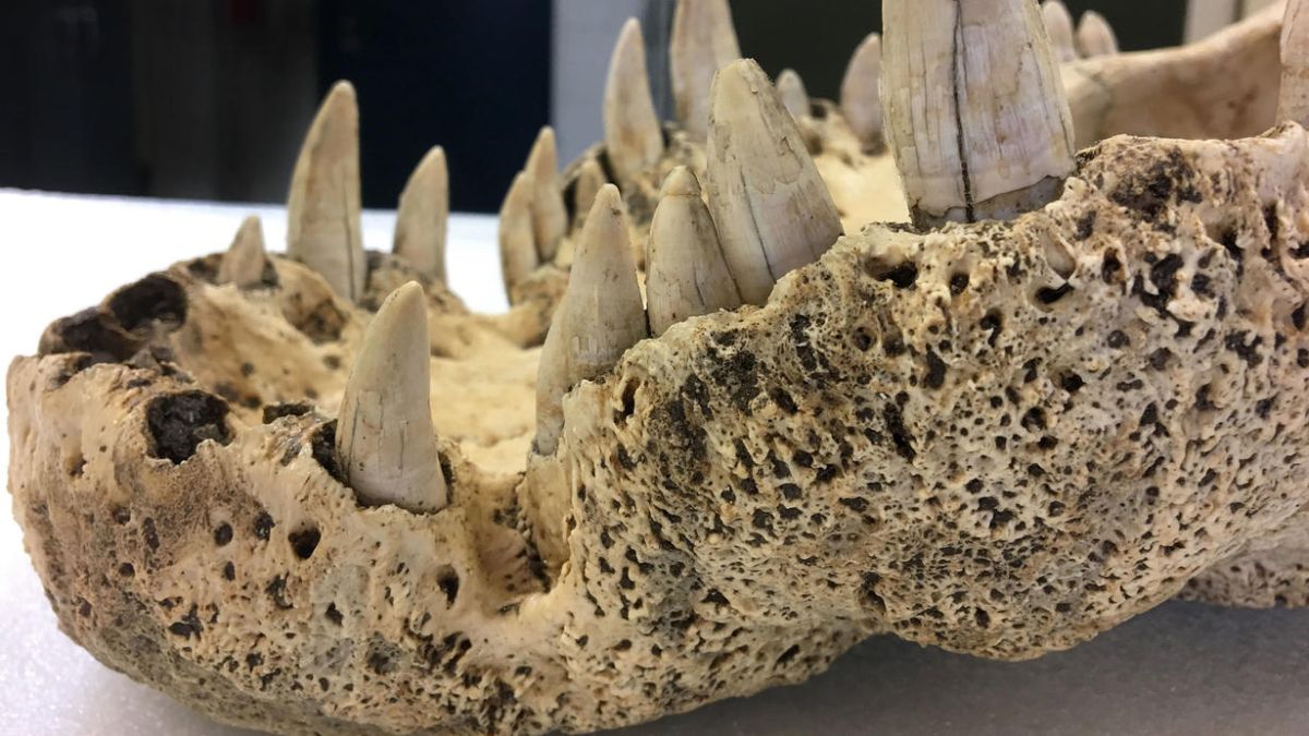 Extinct Horned Crocodiles of Madagascar Earn Their Spot as ‘True’ Crocodiles