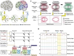Researchers Propose Energy-Efficient AI Hardware Technology Inspired by Brain's Neuromodulation Capacity Researchers Propose Energy-Efficient AI Hardware Technology Inspired by Brain's Neuromodulation Capacity