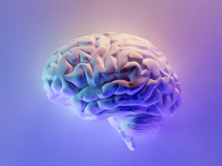 New Study Explains How Human Brain Developed Differently Than Neanderthals