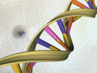 First Complete Human Genome Sequence Published, Filling In Gaps of Previous Efforts