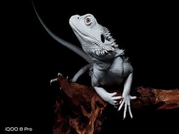 iQoo 8 Pro Camera Samples, Details Teased Ahead of Launch; Key Specifications Surface iQoo 8 Pro Camera Samples, Details Teased Ahead of Launch; Key Specifications Surface