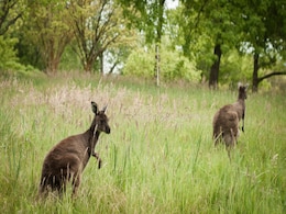 Human Hunting More Responsible for Kangaroo Extinction than Climate Change Human Hunting More Responsible for Kangaroo Extinction than Climate Change