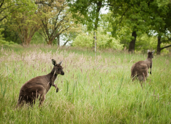 Human Hunting More Responsible for Kangaroo Extinction than Climate Change