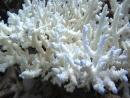 Great Barrier Reef Faces Hottest Ocean Temperatures in 400 Years, Threatening Coral Survival Great Barrier Reef Faces Hottest Ocean Temperatures in 400 Years, Threatening Coral Survival