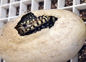First Perentie Lizards Hatched at Los Angeles Zoo: A Major Breeding Milestone