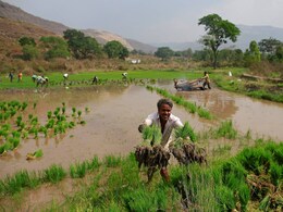 India's Digital Database for Farmers AgriStack Piloted by Microsoft Stirs Fears About Privacy, Exclusion India's Digital Database for Farmers AgriStack Piloted by Microsoft Stirs Fears About Privacy, Exclusion