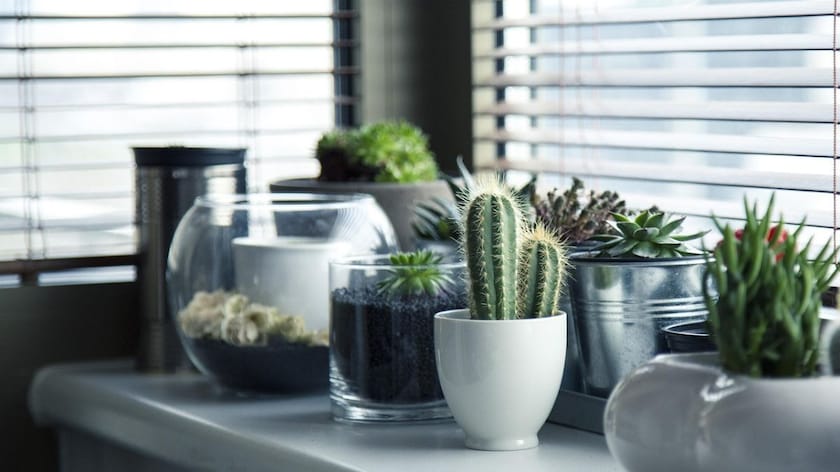 Myntra's Collection Of Indoor Plants For Living Room: Sprout Your Happiness Myntra's Collection Of Indoor Plants For Living Room: Sprout Your Happiness