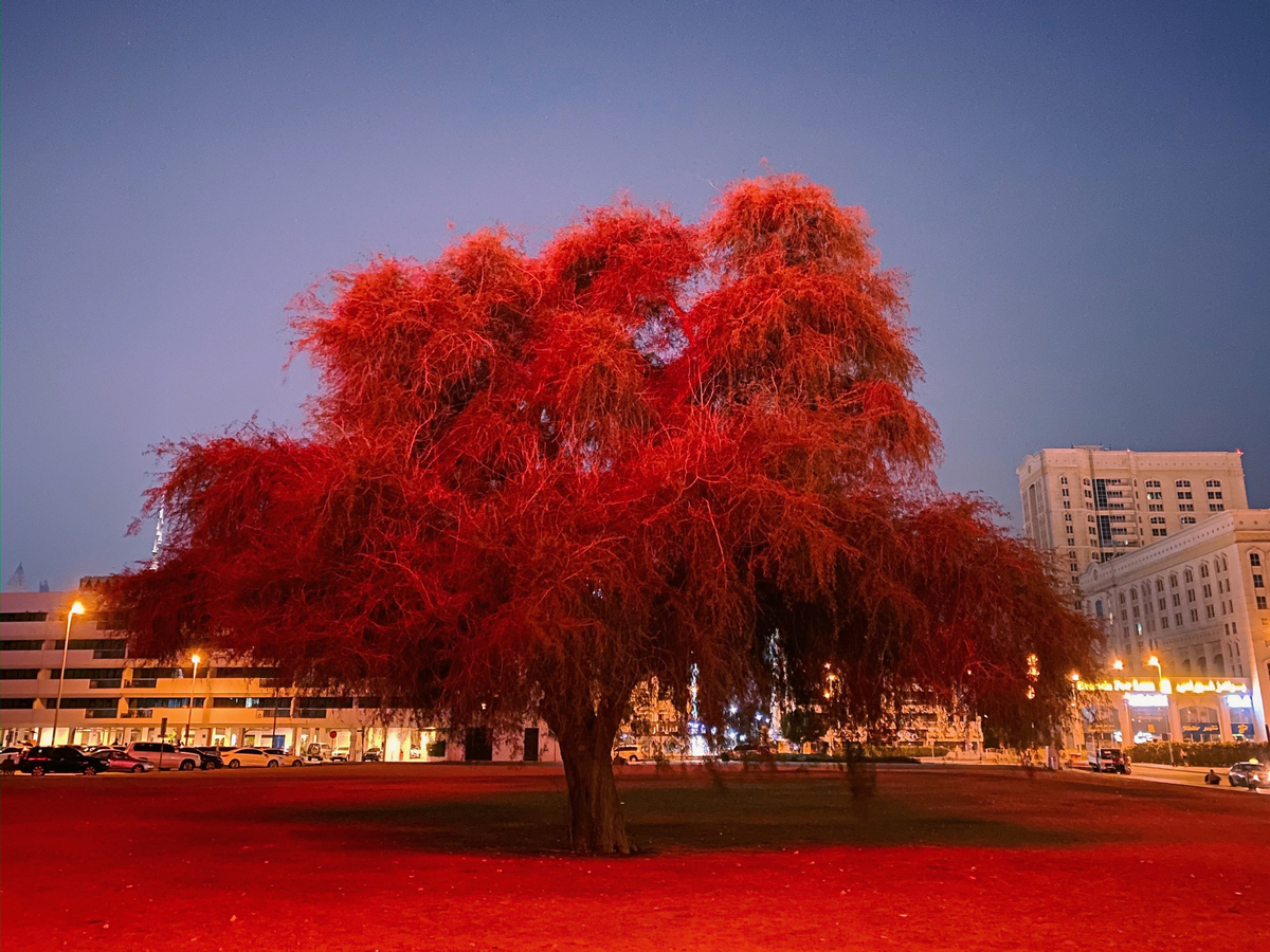 Mumbai Man Among Winners of Apple&rsquo;s iPhone Night Mode Photo Challenge